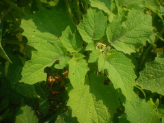 Physalis grisea