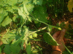 Physalis grisea