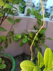 Diplacodes trivialis