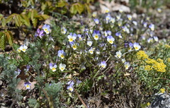 Viola hymettia