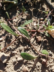 Gorteria piloselloides