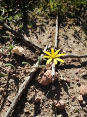 Gorteria piloselloides