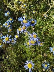 Felicia namaquana