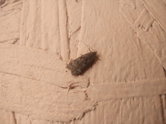 Anacampsis populella