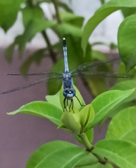 Diplacodes trivialis