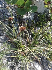 Cyperus planifolius