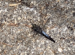 Orthetrum cancellatum