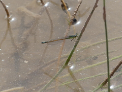 Ischnura saharensis