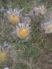 Carlina vulgaris
