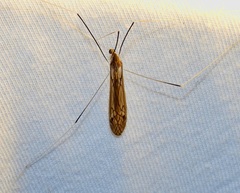 Brachypremna dispellens