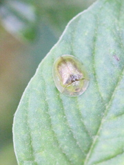 Cassida obtusata