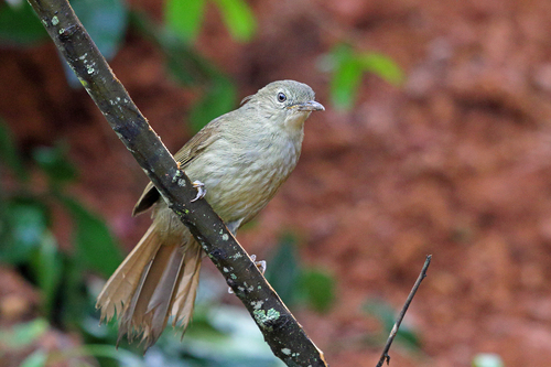 Cabanis's Greenbul (Phyllastrephus cabanisi), photo 6