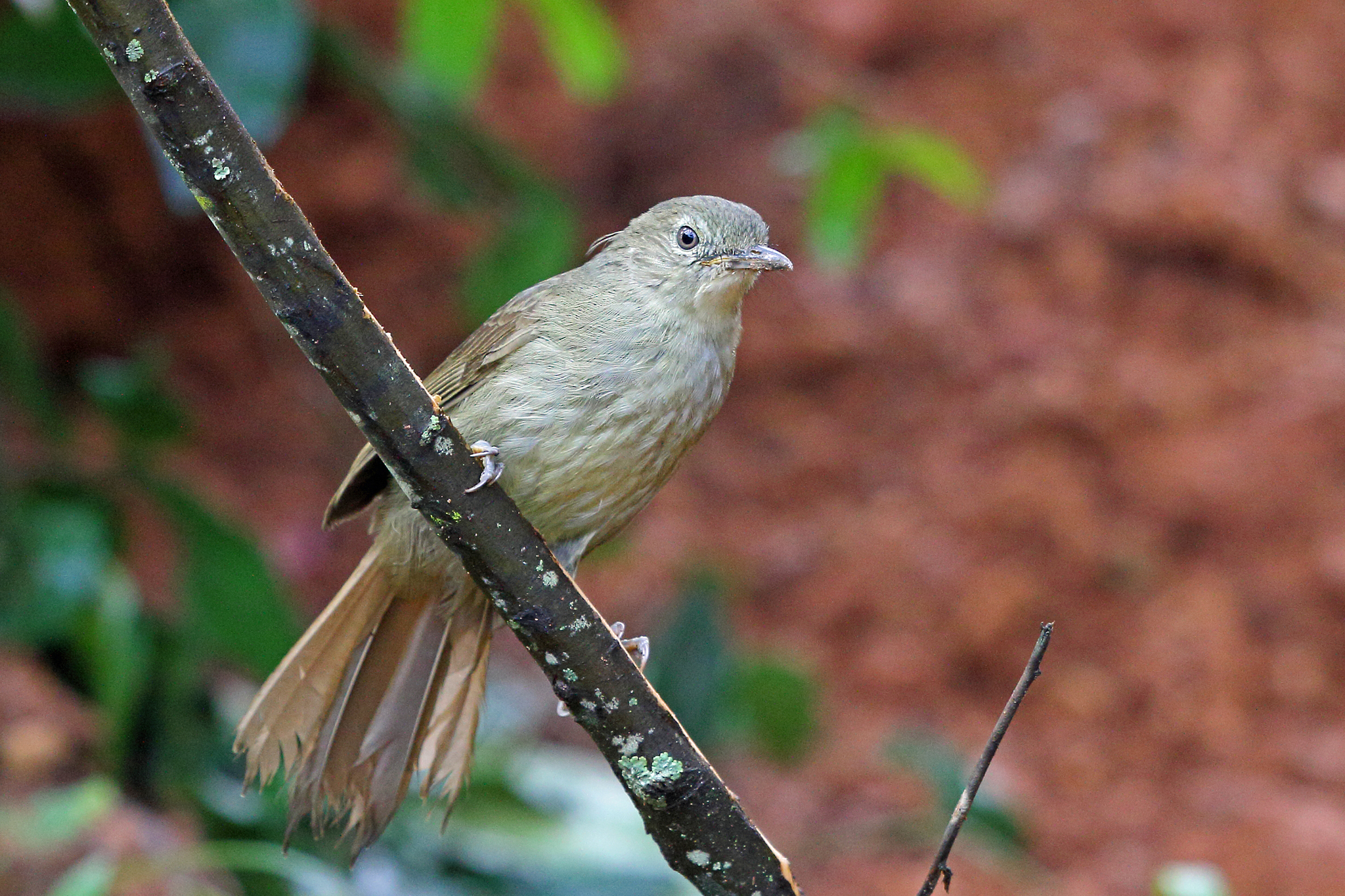 Cabanis's Greenbul illustration