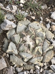Ariocarpus