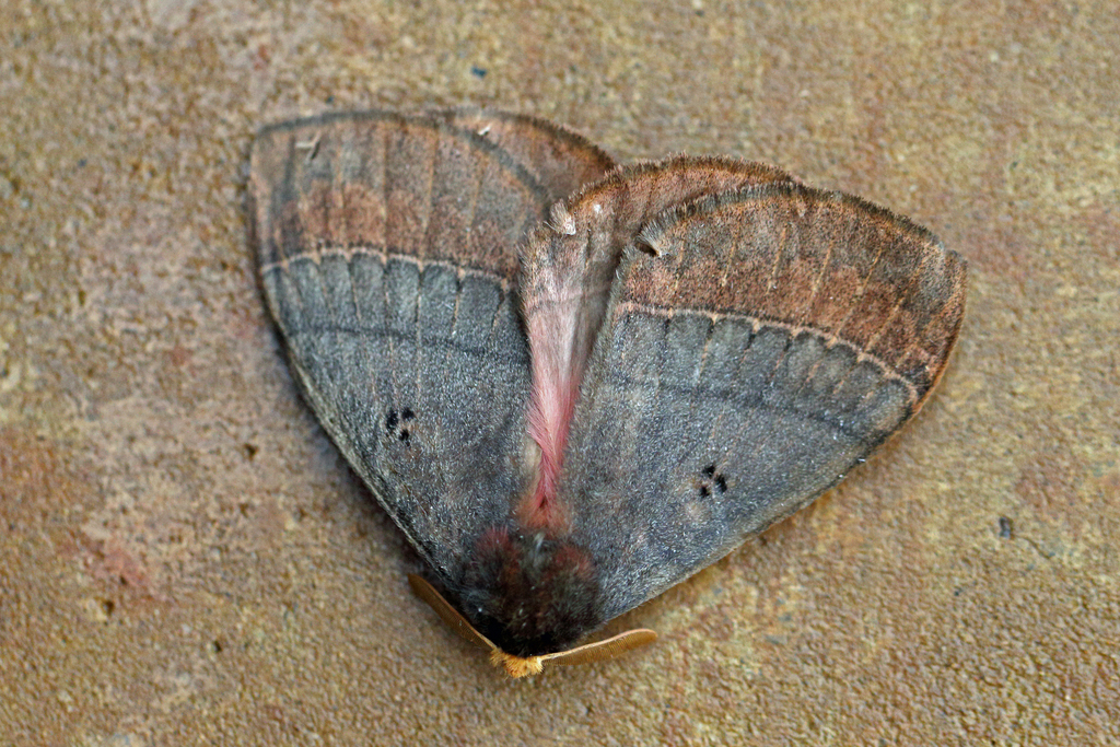 Rhodopteriana