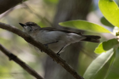 Gerygone magnirostris