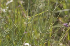 Scabiosa triandra