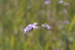 Scabiosa triandra