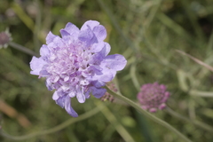 Scabiosa triandra