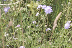 Scabiosa triandra