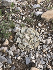 Ariocarpus
