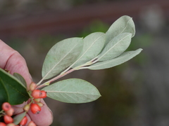 Cotoneaster glaucophyllus serotinus
