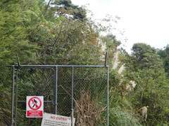 Cotoneaster glaucophyllus serotinus
