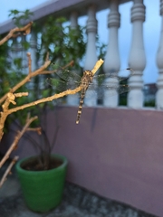 Bradinopyga geminata