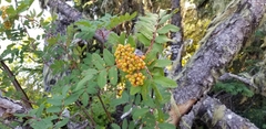 Sorbus sitchensis sitchensis
