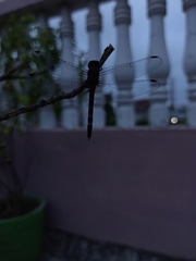 Bradinopyga geminata