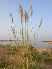 Sorghinae