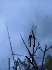 Bradinopyga geminata