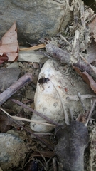 Nebriinae