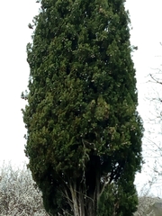 Platycladus orientalis