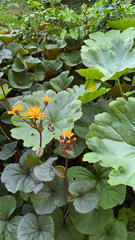 Darmera peltata