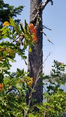 Sorbus sitchensis sitchensis