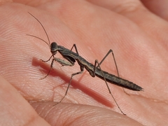 Geomantis larvoides