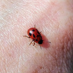 Gonioctena fornicata