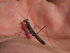 Geomantis larvoides