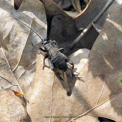 Melanogryllus desertus
