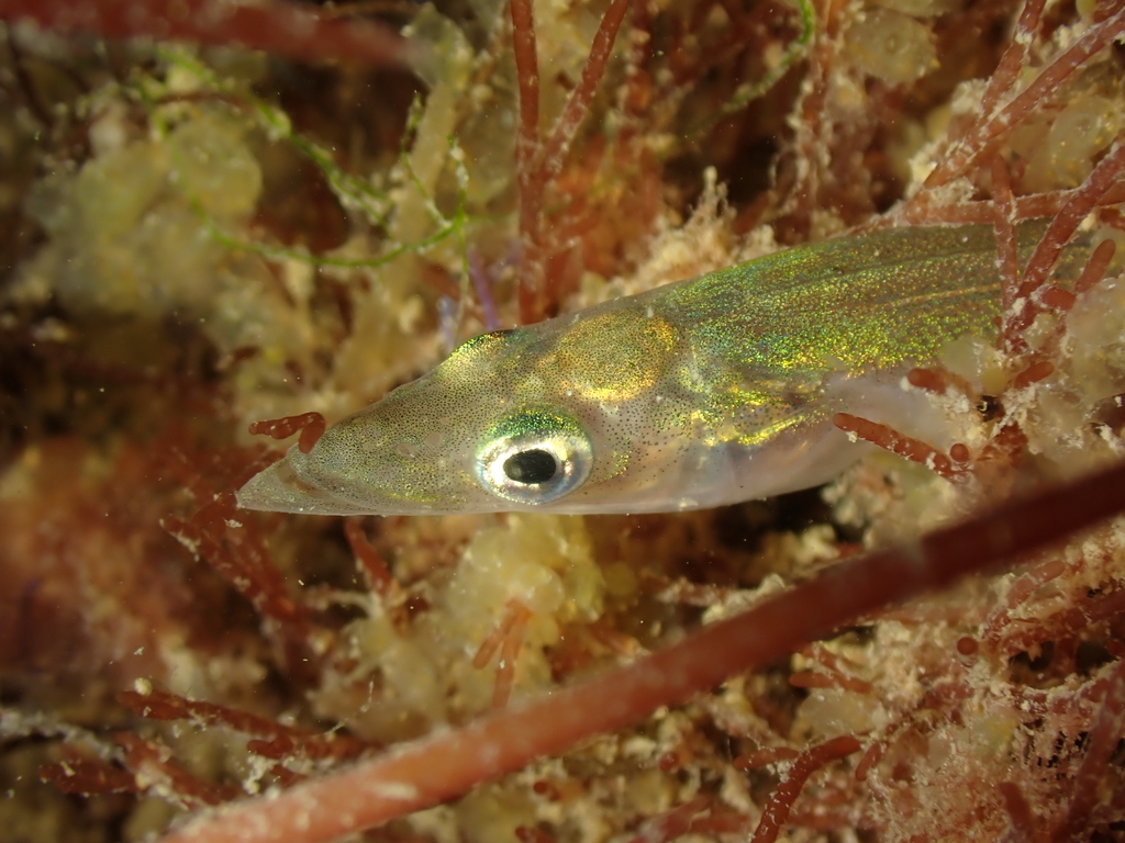 Lesser Sand-Eel