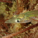 Lesser Sand Lance - Photo (c) Pierre Corbrion, some rights reserved (CC BY-NC-SA), uploaded by Pierre Corbrion