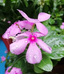 Catharanthus roseus