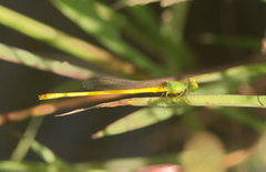 Ceriagrion indochinense