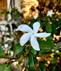 Jasminum grandiflorum