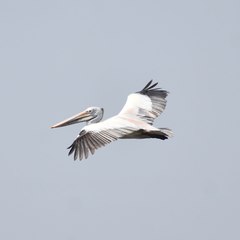 Pelecanus philippensis