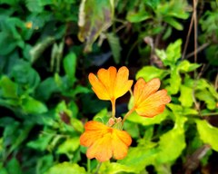 Crossandra infundibuliformis
