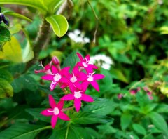 Pentas