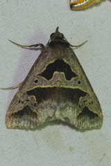 Tephriopis divulsa