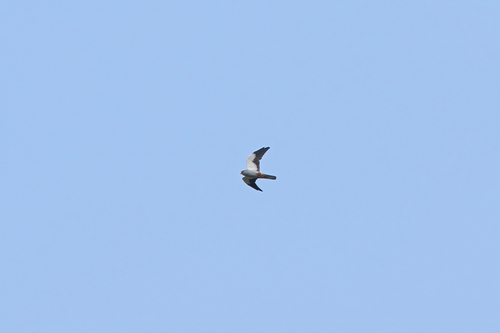 Falco amurensis
